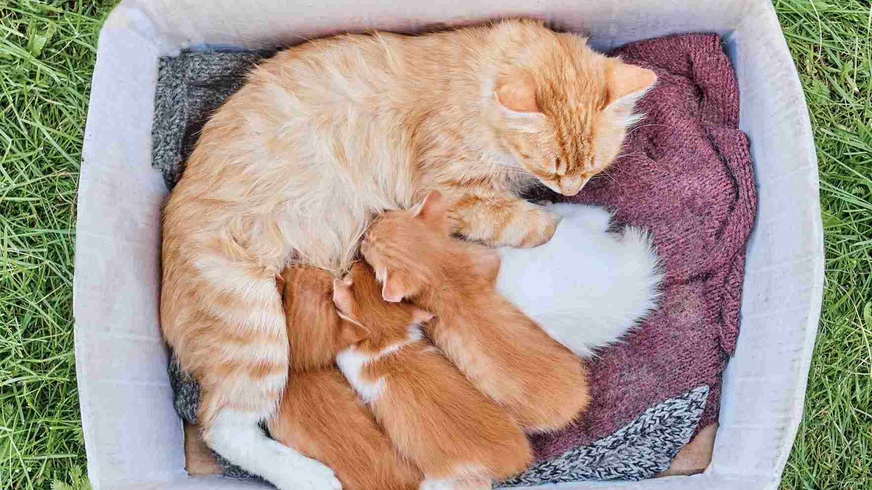 Gata dando de mamar a sus gatitos